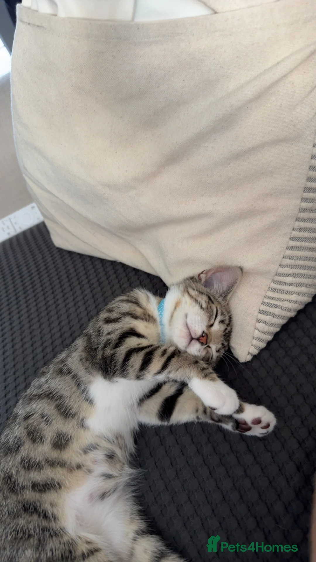 Mixed Breed cats for sale: 4 month old British short hair  - Advert 4