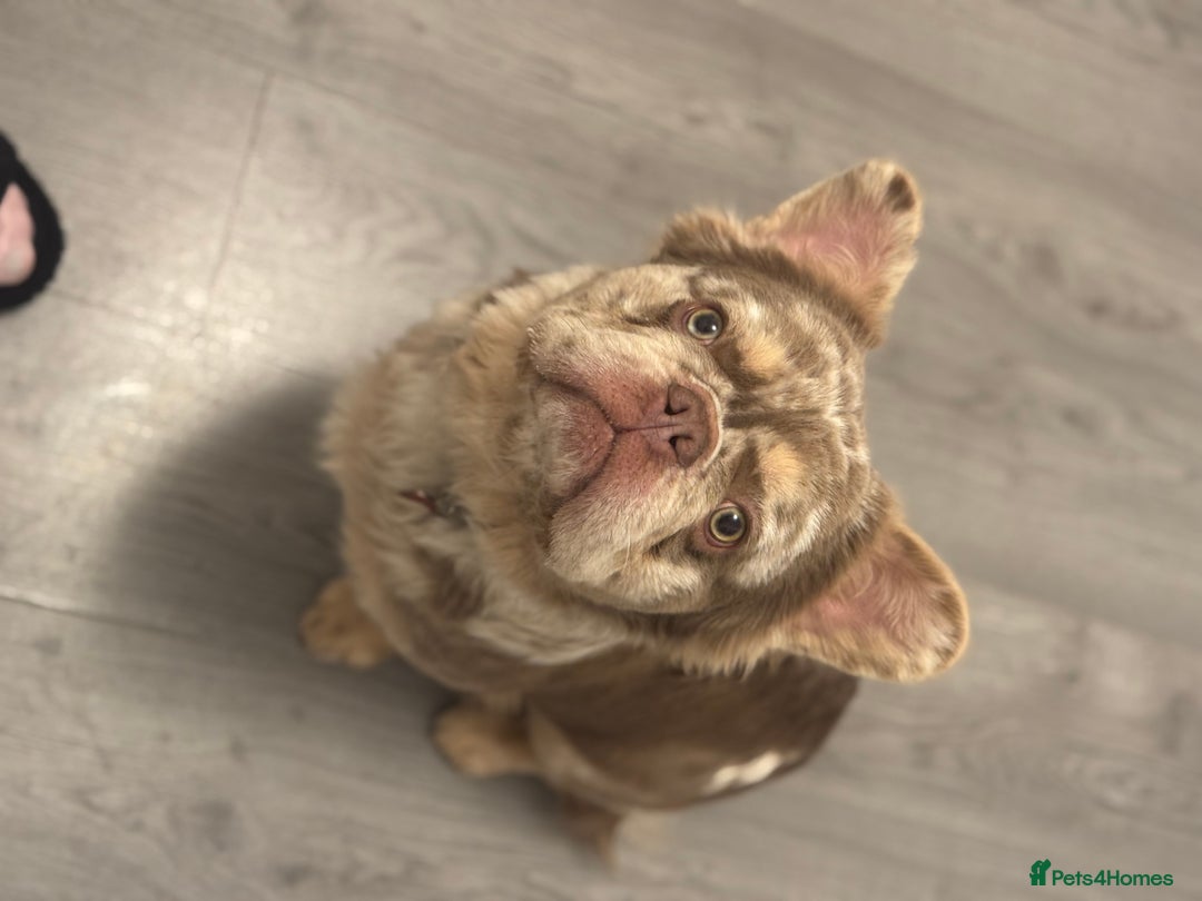 French Bulldog dogs for stud: 🇺🇸MR LAS VEGAS🇺🇸 - Advert 4