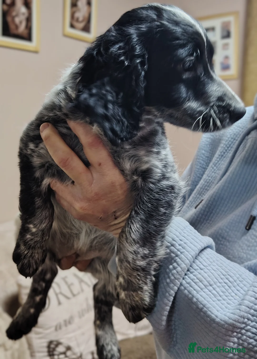 Cockapoo dogs for sale: Reduced cockapoo puppies  - Advert 39