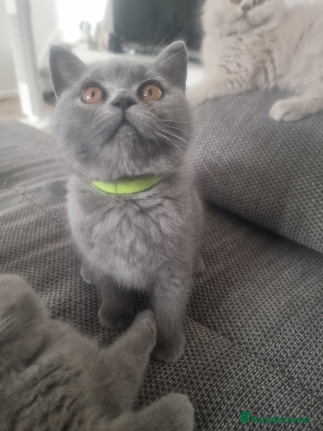 British Shorthair cats for sale: TOP💗 Quality British Shorthair 😻Kittens💋 - Image 14