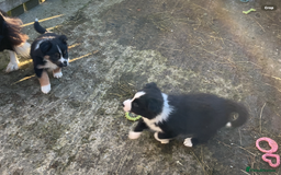 Border Collie dogs for sale: Border Collie puppies  - Image 9