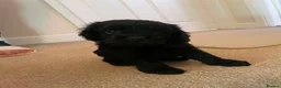 Cockapoo dogs for sale: Stunning American cockapoos in Wisbech - Advert 11