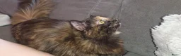 Munchkin cats for sale: Loving munchkin for sale - Advert 11
