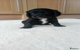 Cocker Spaniel dogs for sale: QUALITY COCKER SPANIAL PUPPIES VARIOUS COLOURS - Image 12