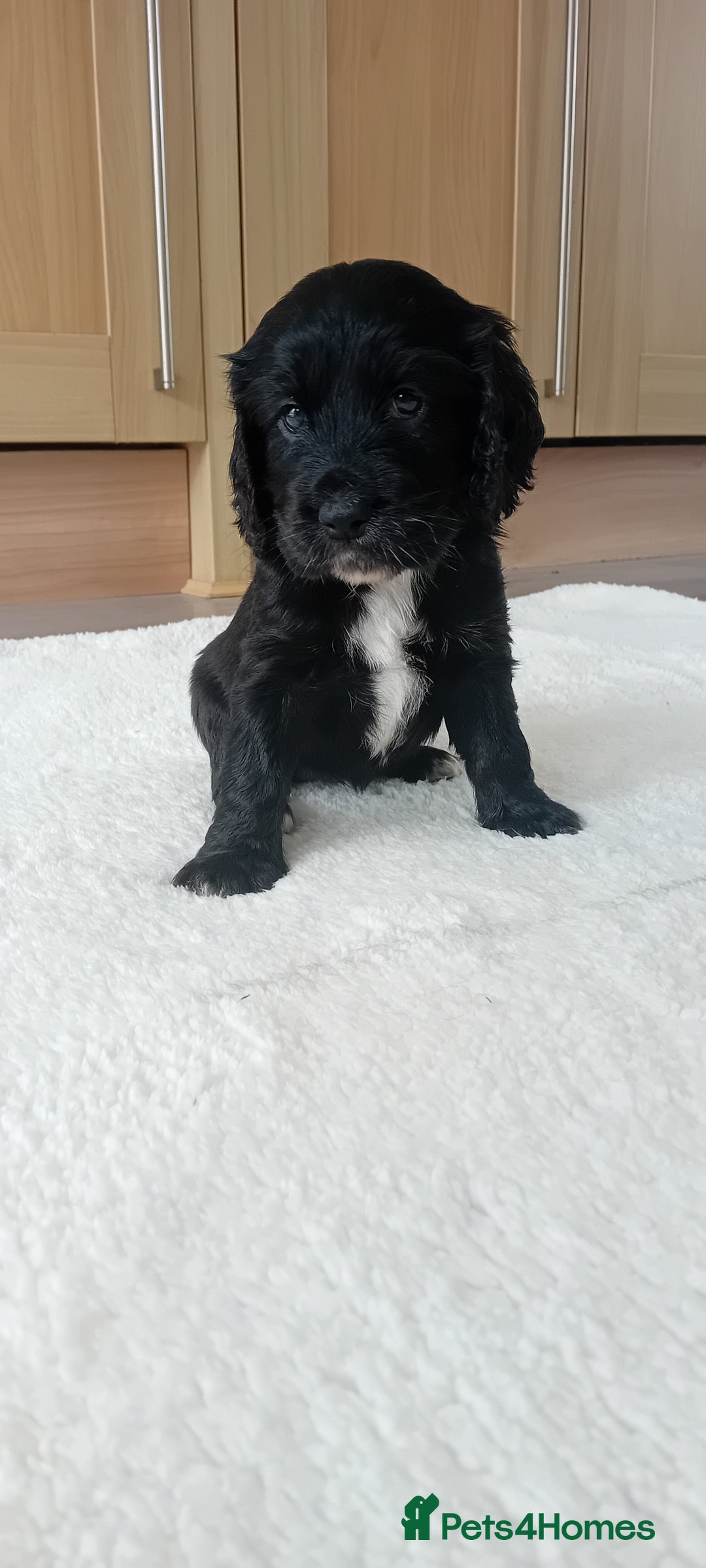 Cocker Spaniel dogs for sale: QUALITY COCKER SPANIAL PUPPIES VARIOUS COLOURS - Image 12