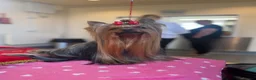 Yorkshire Terrier dogs for stud: KC REG UK Champion 🏆Yorkshire terrier for STUD - Advert 4