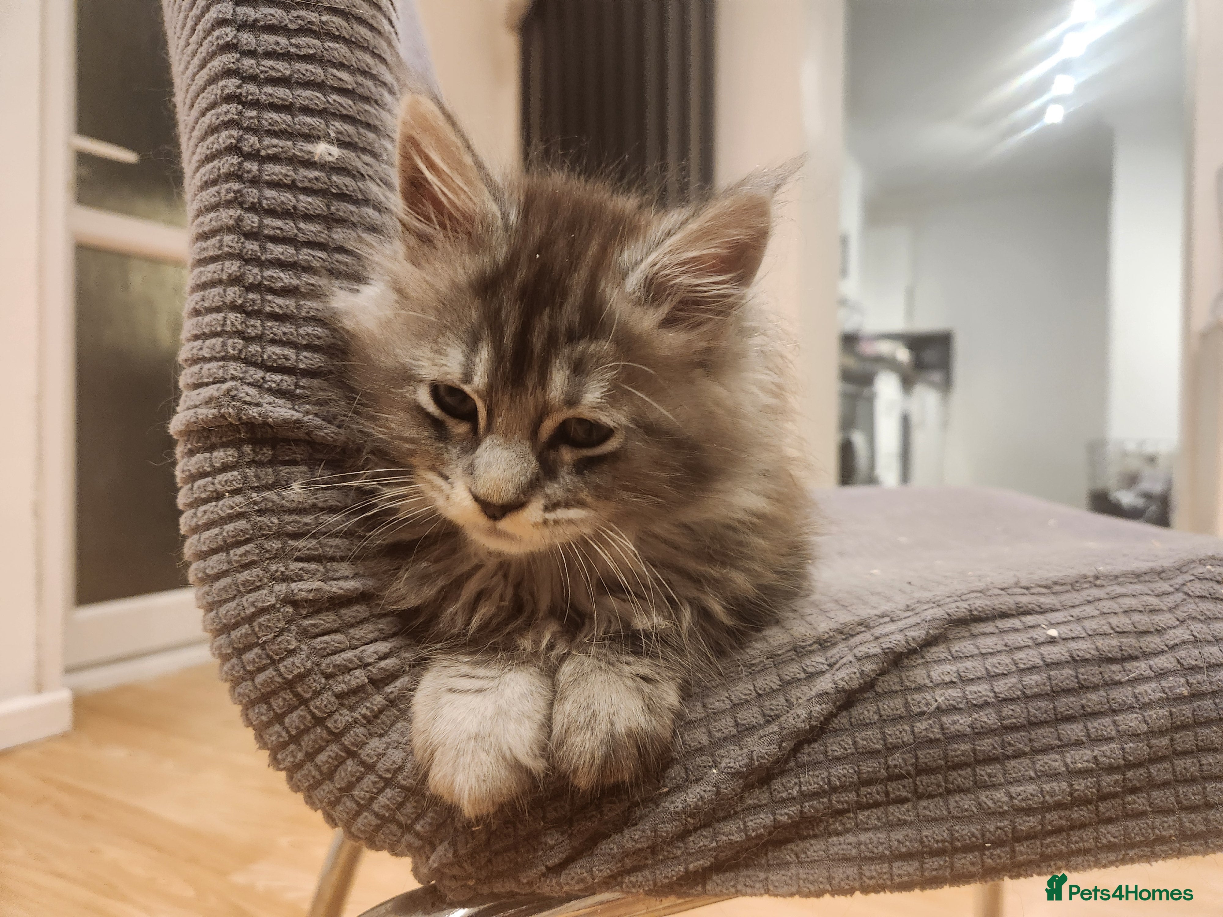 Maine Coon cats Pure Maine coon kittens 1 femal only left - Advert 13