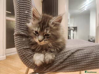 Maine Coon cats Pure Maine coon kittens 1 femal only left - Advert 13