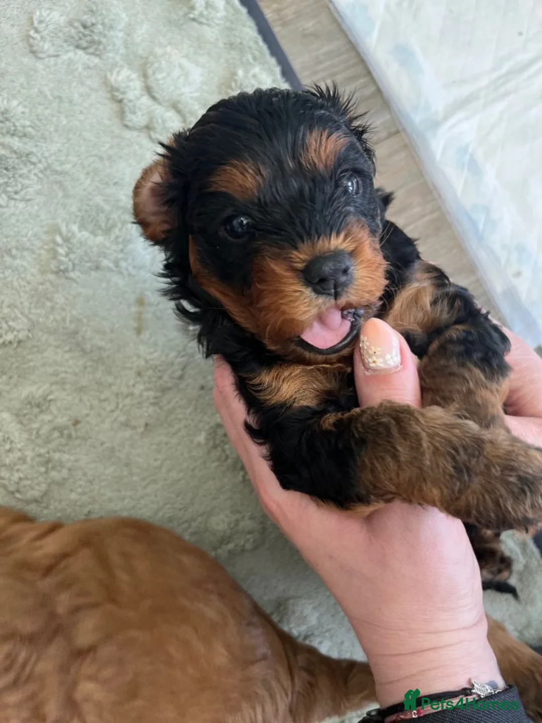 Cavapoo dogs for sale: Healthy Cavapoo Puppies Looking For Homes in Worcester Park - Advert 6