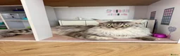 Maine Coon cats for sale: Rehoming Maine coon  in Burton-on-Trent - Advert 3