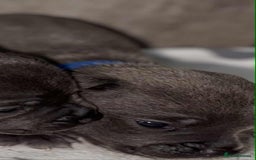 Staffordshire Bull Terrier dogs for sale: 6 beautiful blue Staffordshire bull terriers - Image 7