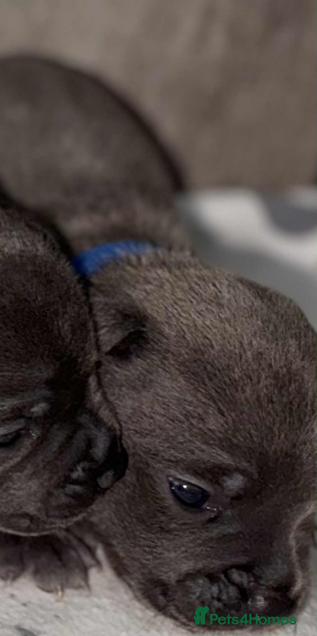 Staffordshire Bull Terrier dogs for sale: 6 beautiful blue Staffordshire bull terriers - Image 7