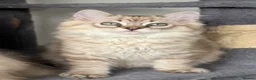 Ragdoll cats for sale: Exceptional Seal Tabby Mink Cherubim Boys - Advert 8