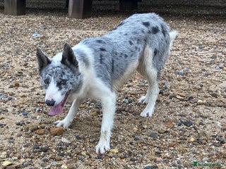Border Collie dogs in Benfleet - Advert 7
