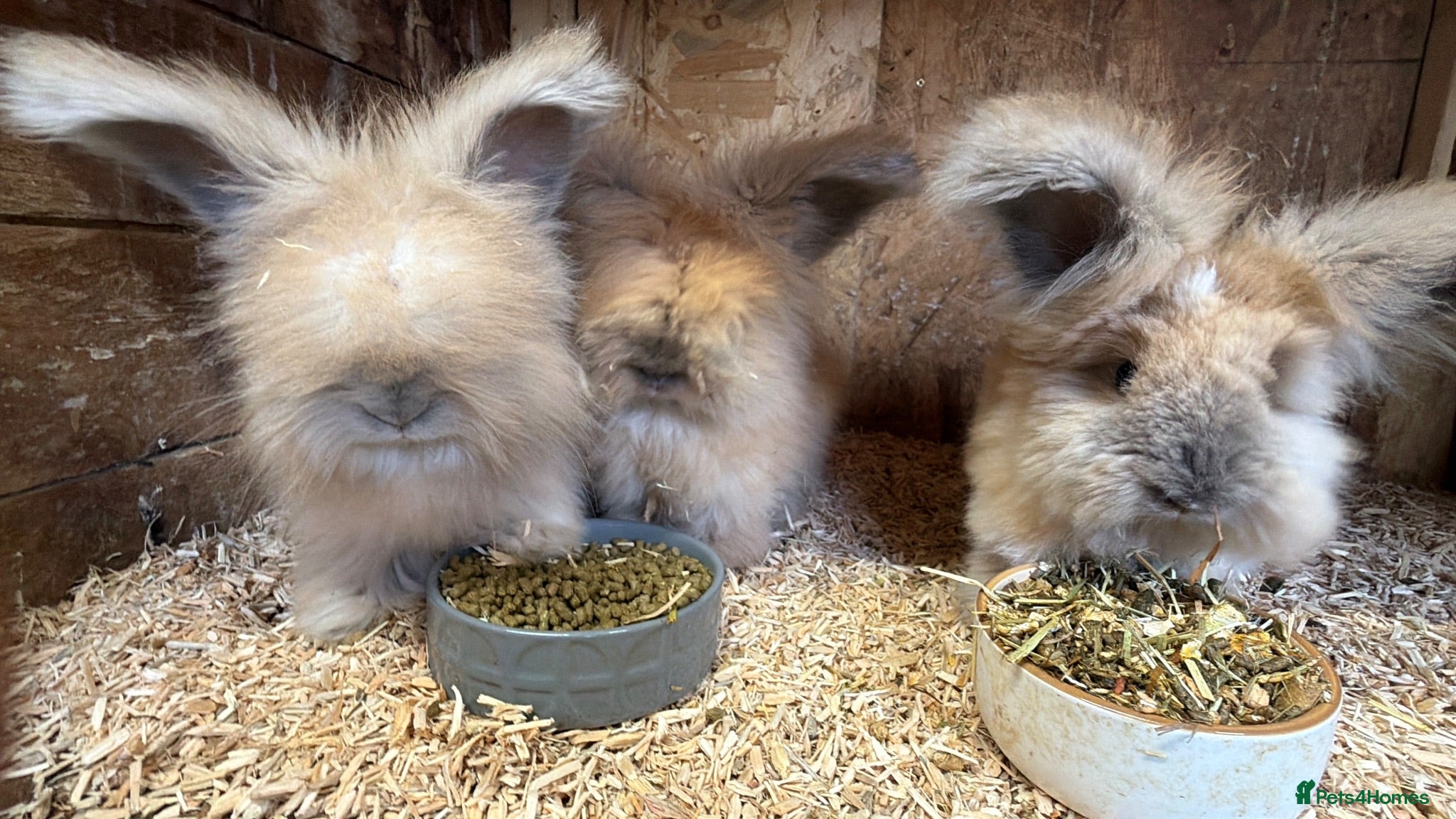 Angora rabbits Angora - Advert 2