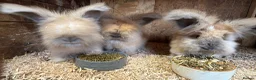 Angora rabbits for sale: Angora - Advert 2