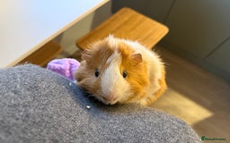 Guinea Pig rodents for sale: 2 guinea pig boys for sale  - Image 5