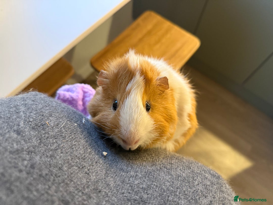Guinea Pig rodents for sale: 2 guinea pig boys for sale  - Image 5