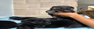German Shepherd 1