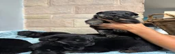 German Shepherd dogs for sale: Purebred big boned pedigree puppies - Advert 7