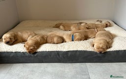 Labrador Retriever dogs for sale: Beautiful Labrador Puppies  - Image 10