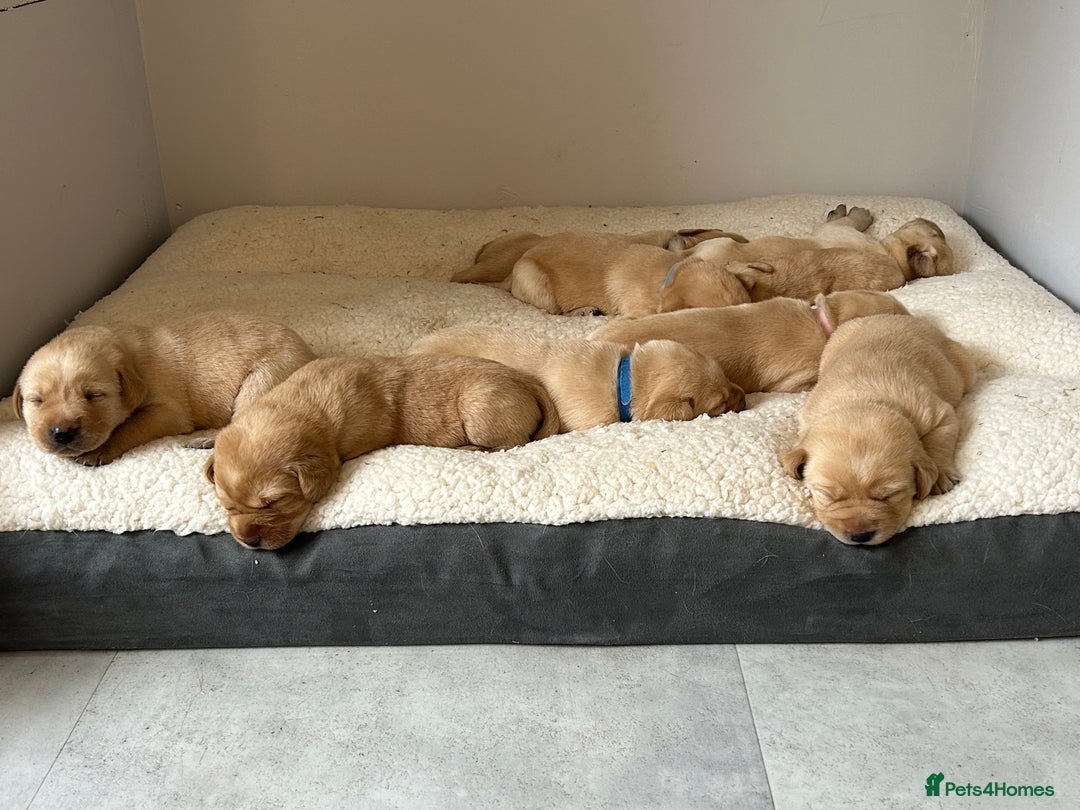 Labrador Retriever dogs for sale: Beautiful Labrador Puppies  - Image 10