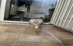 Persian cats for sale: Stunning chinchilla Persian kittens - Image 3