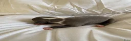 Italian Greyhound dogs for sale: 2 LEFT KC Italian greyhound puppies  - Advert 25