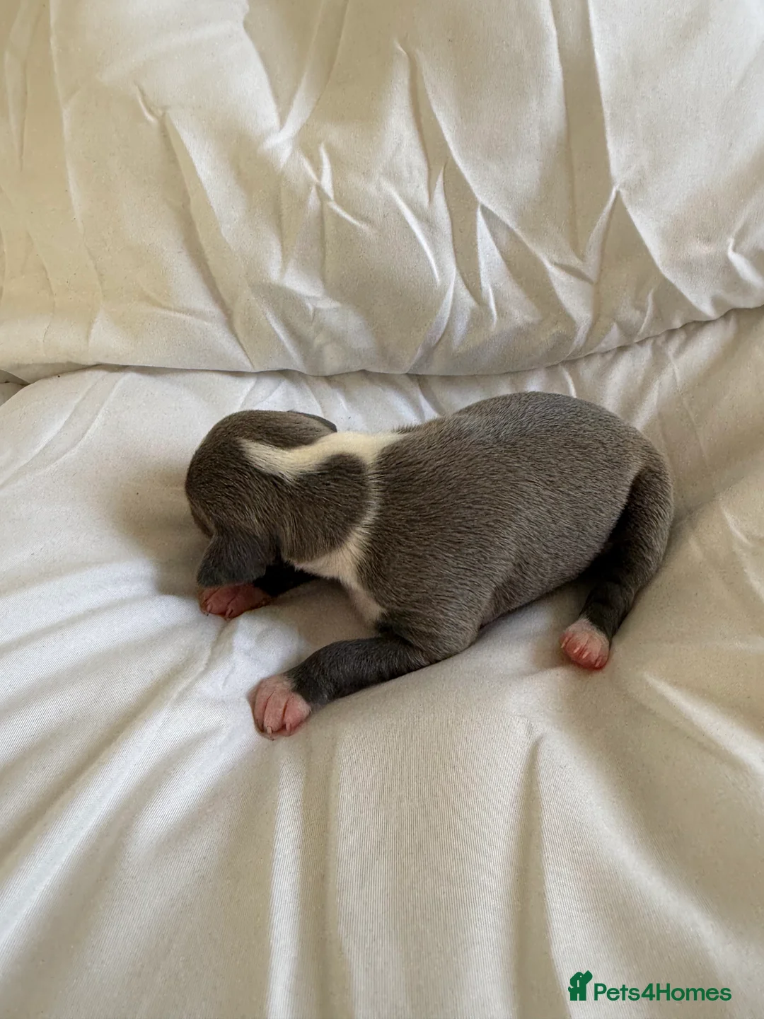 Italian Greyhound dogs for sale: 2 LEFT KC Italian greyhound puppies  - Advert 25