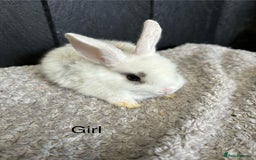 Mini Lop rabbits for sale: Stunning mini lops and mini lion lops  - Image 13