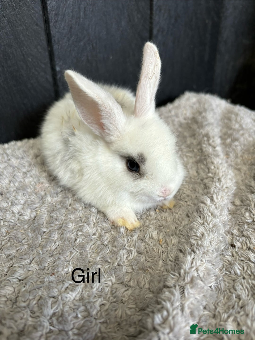 Mini Lop rabbits for sale: Stunning mini lops and mini lion lops  - Image 13