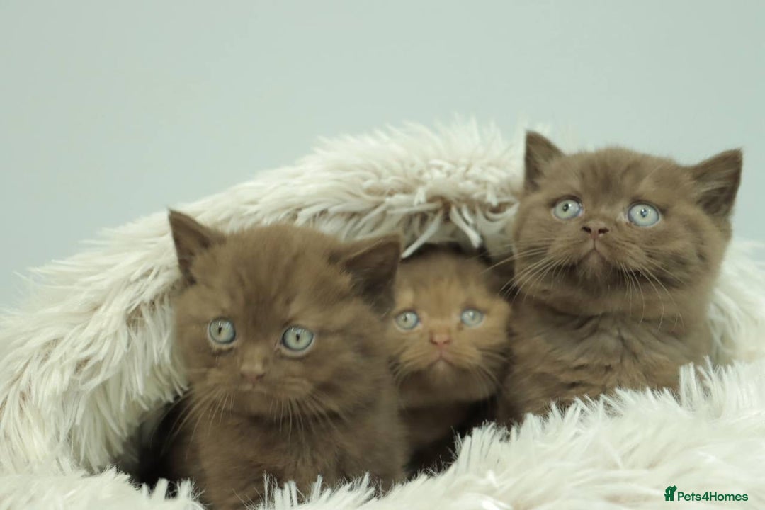 British Shorthair cats for sale: Stunning BHS Champions blood lines kittens  - Advert 14