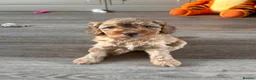 Mixed Breed dogs for sale: 4 Double Doodle Little Girls Available  - Advert 9