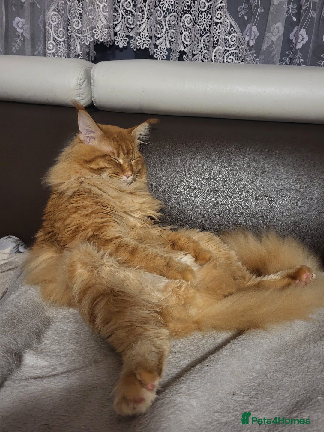 Maine Coon cats for stud: Maine coon for stud  in Southampton - Advert 3