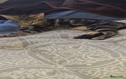 Bengal cats for sale: Mixed bengal kittens   - Image 39