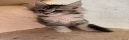 Maine Coon cats for sale: Maine coon kittens - Advert 10