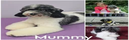 Bernedoodle dogs for sale: True Miniature sized Bernedoodles  - Advert 2