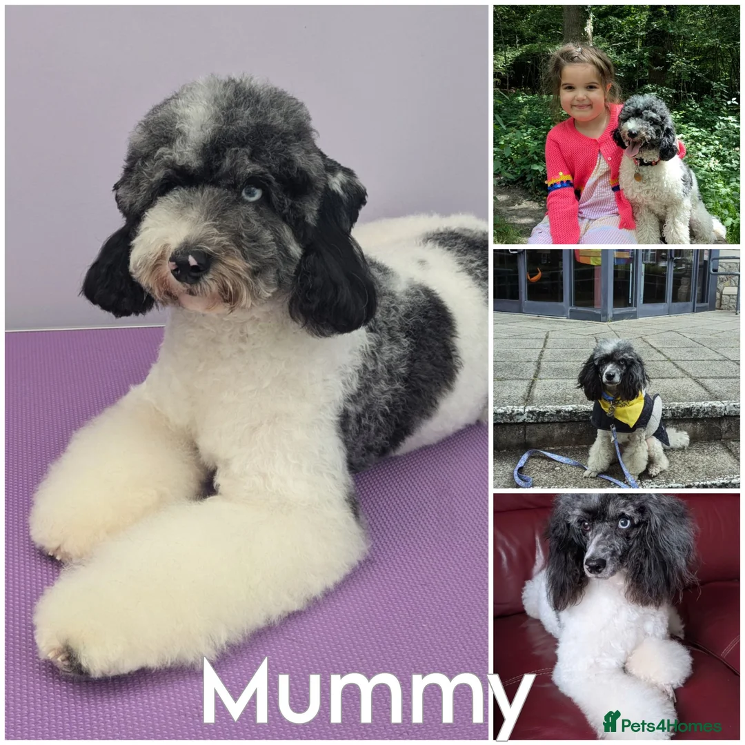 Bernedoodle dogs for sale: True Miniature sized Bernedoodles  - Advert 2