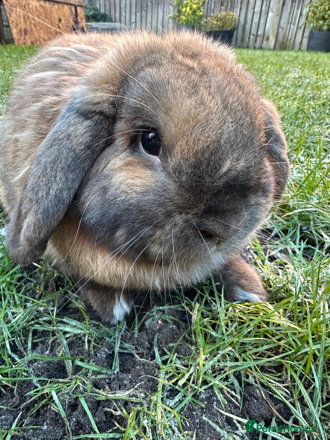 French Lop rabbits for sale: French Lop Male Rabbits For Sale  - Advert 7