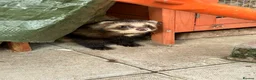 Ferret rodents for sale: 2 pedigree angora jills left To reserve - Advert 5
