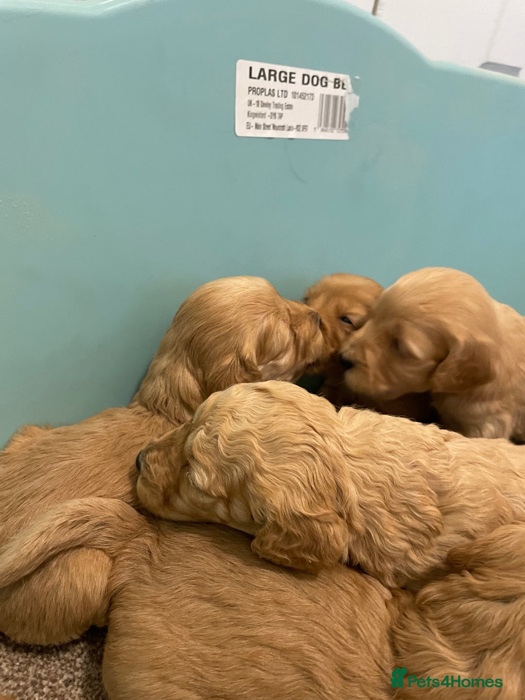 Cockapoo dogs for sale: P,r,a clear f1 cockpoo - Advert 15