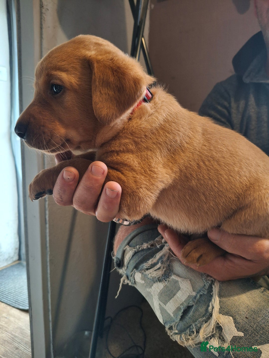 Labrador Retriever dogs for sale: Red 5th generation pedigree labrador  - Image 10