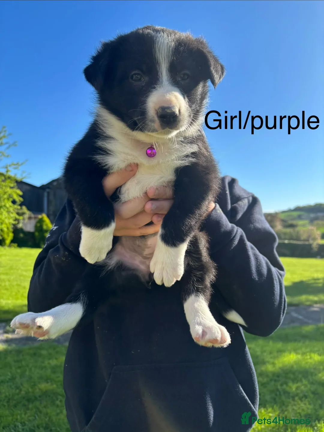 Border Collie dogs for sale: 5 Beautiful Collie Pups in Chesterfield - Advert 24
