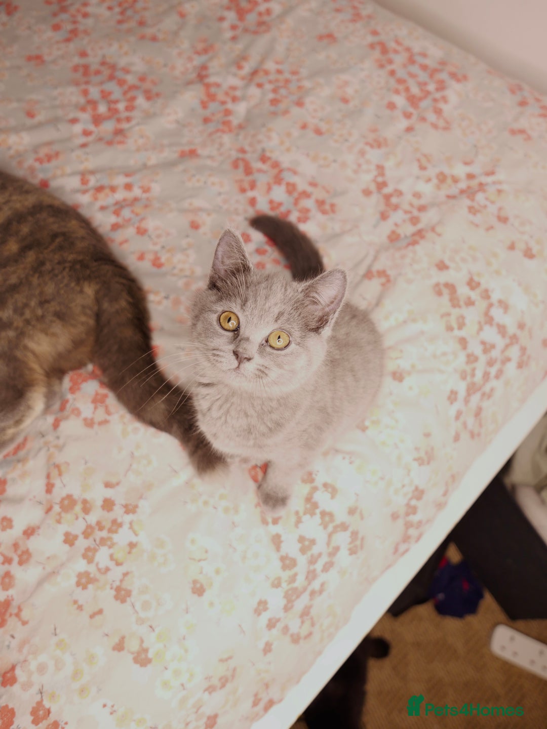 British Shorthair cats for sale: GCCF Registered British Shorthair Kittens -Cardiff - Advert 27