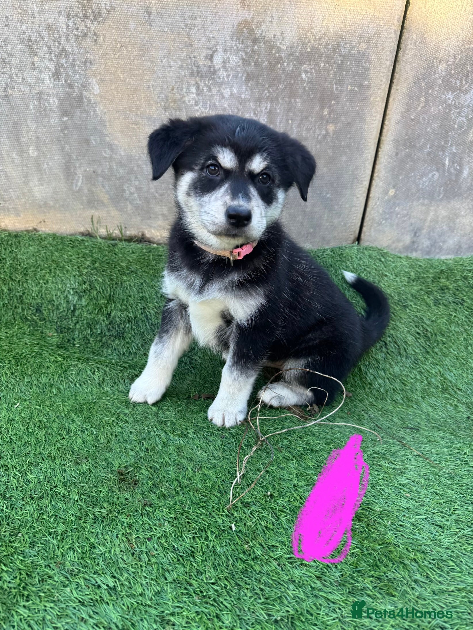 Mixed Breed dogs Beautiful huskadors - Advert 18