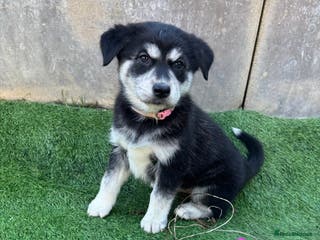 Mixed Breed dogs Beautiful huskadors - Advert 18