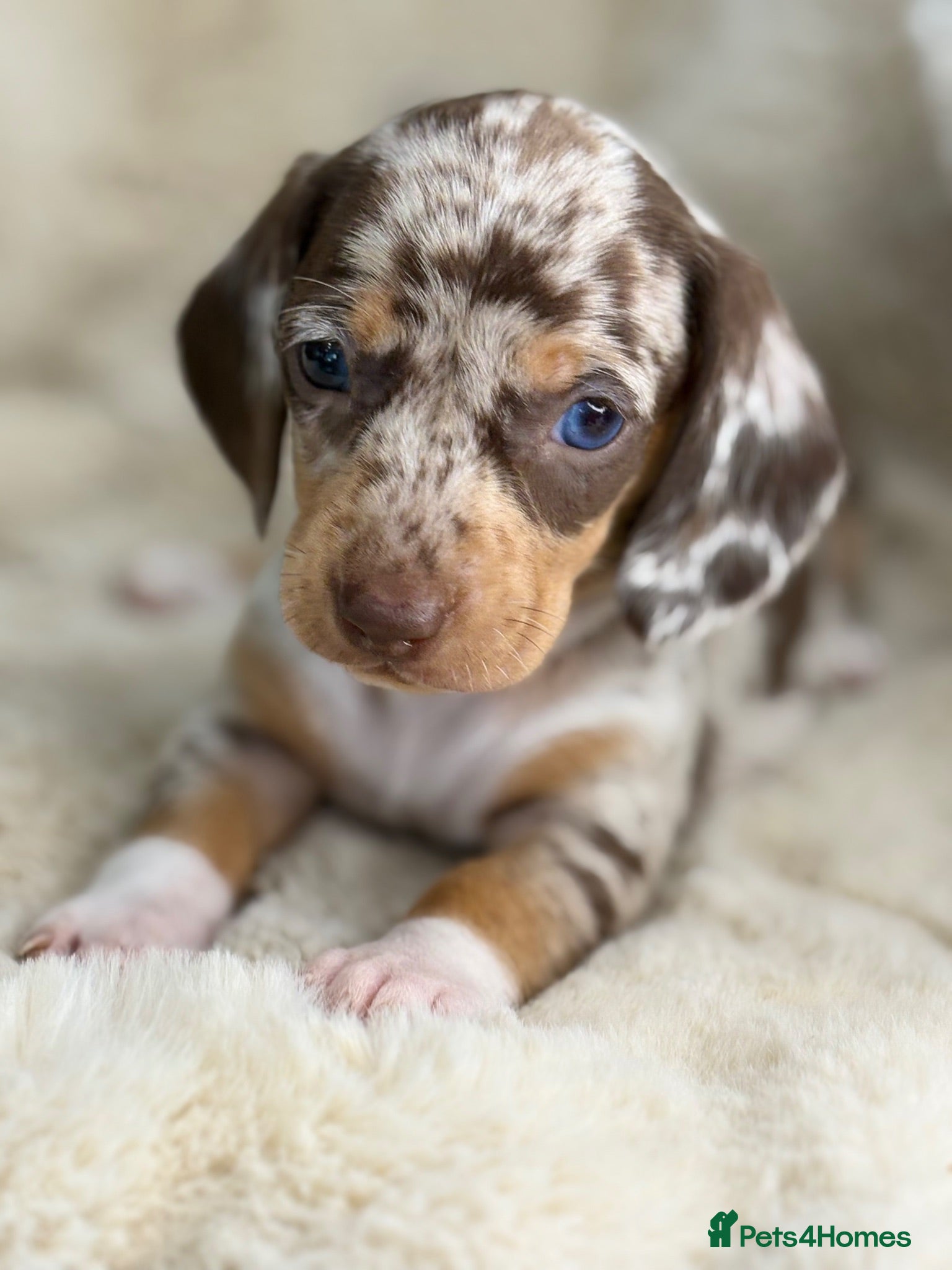 Miniature Dachshund dogs Stunning mini long haired dachshund puppies - Advert 1