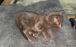 British Shorthair cats for sale: Adorable Sweet Soft British Shorthair Tabby Mix  - Image 13