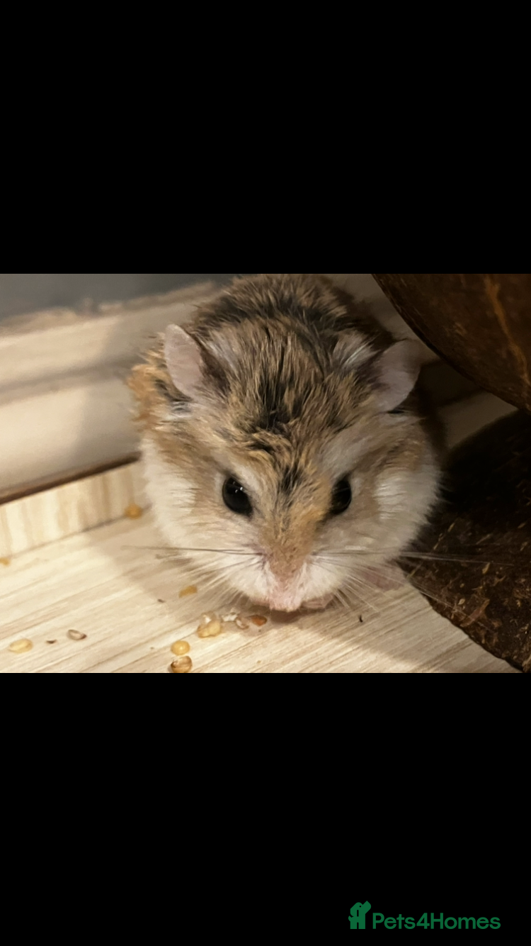 Hamster rodents 💕 Beautiful Robo in need of a home - with cage - Advert 1