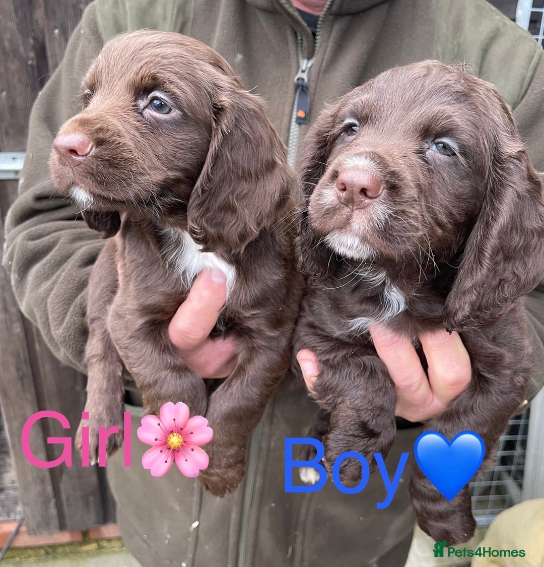 Cocker Spaniel dogs for sale: Cocker spaniel puppies - Image 4
